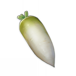Radish