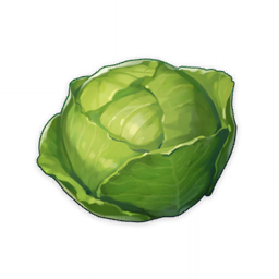 Cabbage